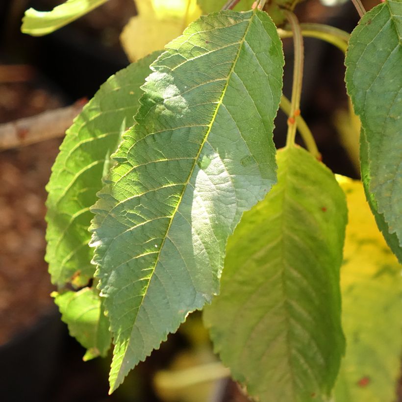 Cerejeira anã Garden Bing - Prunus avium (Folhagem)