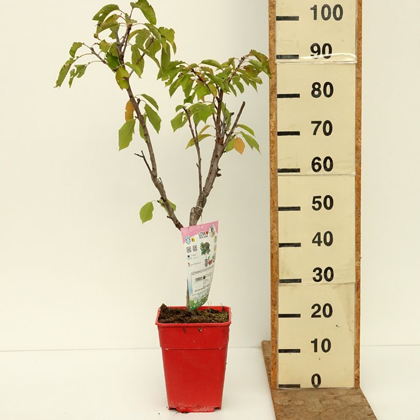 Amostra de Cerejeira anã Garden Bing - Prunus avium Vaso de 6 L/7 L, 1/4 de haste tal como entregue no outono