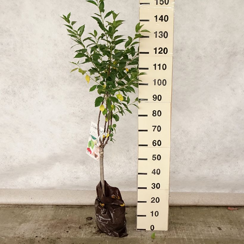 Amostra de Cerisier nain Griotella - Georges Delbard Motte Prêt-à-planter 1/4 de tige tal como entregue no verão