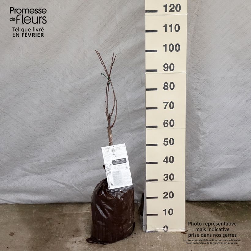 Amostra de Cerisier nain Griotella - Georges Delbard Motte Prêt-à-planter 1/4 de tige tal como entregue no inverno