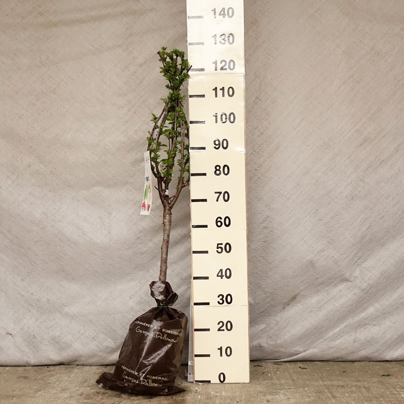 Amostra de Cerejeira Anã Maynard - Prunus cerasus Torrão "Pronto a plantar", 1/4 de haste tal como entregue na primavera