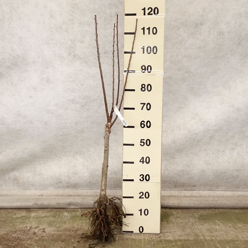 Amostra de Cerisier nain Maynard - Prunus cerasus Grandes Racines nues, 1/4 de tige tal como entregue no outono