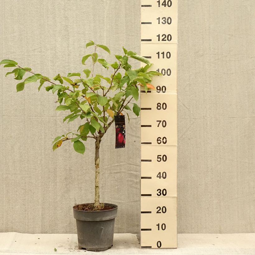 Amostra de Cerejeira-anã Piemont - Prunus avium Vaso de 7,5 L/10 L, 1/4 de haste tal como entregue no verão