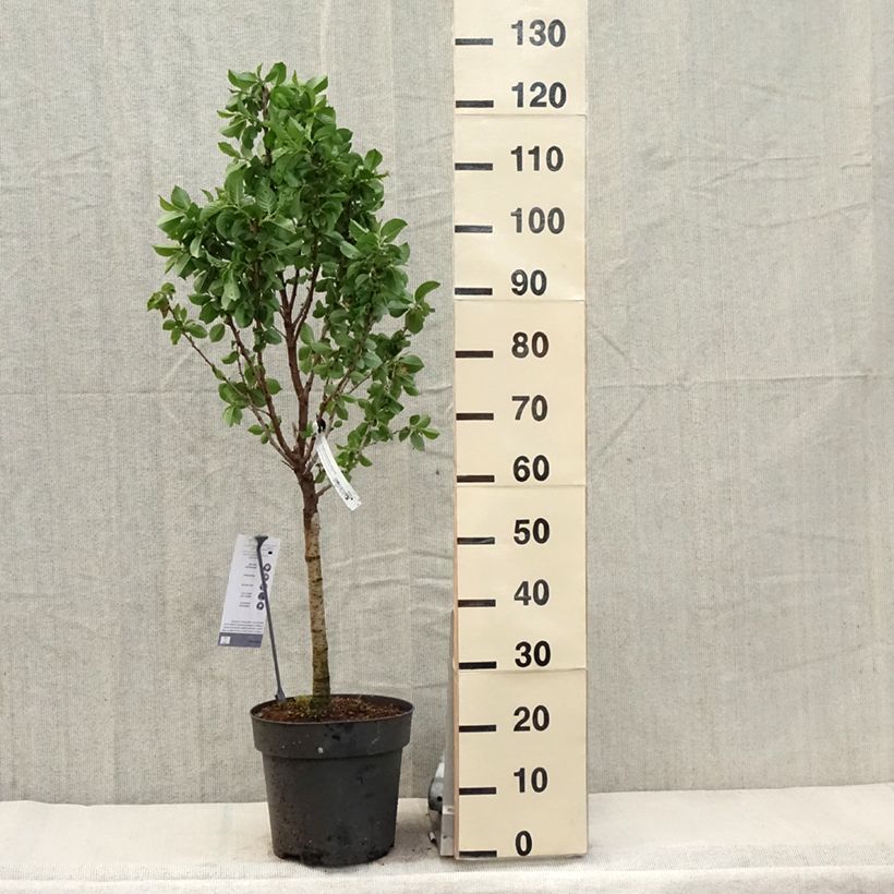 Amostra de Cerejeira-anã Piemont - Prunus avium Vaso de 7,5 L/10 L, 1/4 de haste tal como entregue na primavera