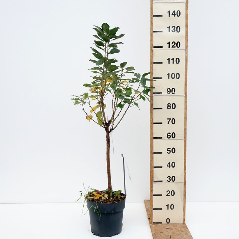 Amostra de Cerejeira-anã Piemont - Prunus avium Vaso de 7,5 L/10 L, 1/4 de haste tal como entregue no outono