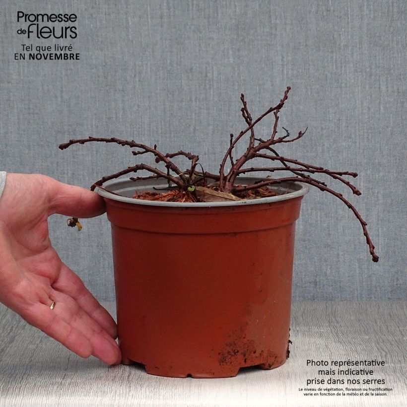 Amostra de Prunus pumila Depressa Vaso de 2 L/3 L tal como entregue no outono