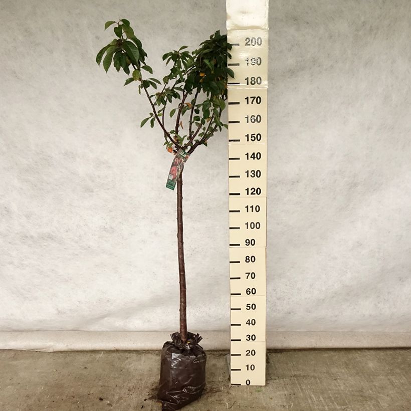 Amostra de Cerisier Allegria Delbard - Prunus cerasus  Motte "Prêt-à-planter", Demi-Tige tal como entregue no verão