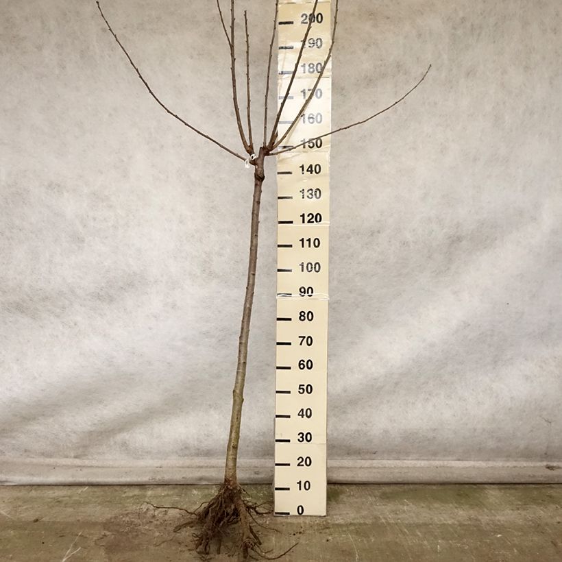 Amostra de Cerisier Allegria Delbard - Prunus cerasus  Grandes Racines nues, Demi-Tige tal como entregue no outono
