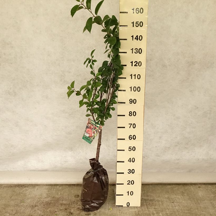 Amostra de Cerisier Allegria Delbard - Prunus cerasus  Motte "Prêt-à-planter", Gobelet tal como entregue no verão