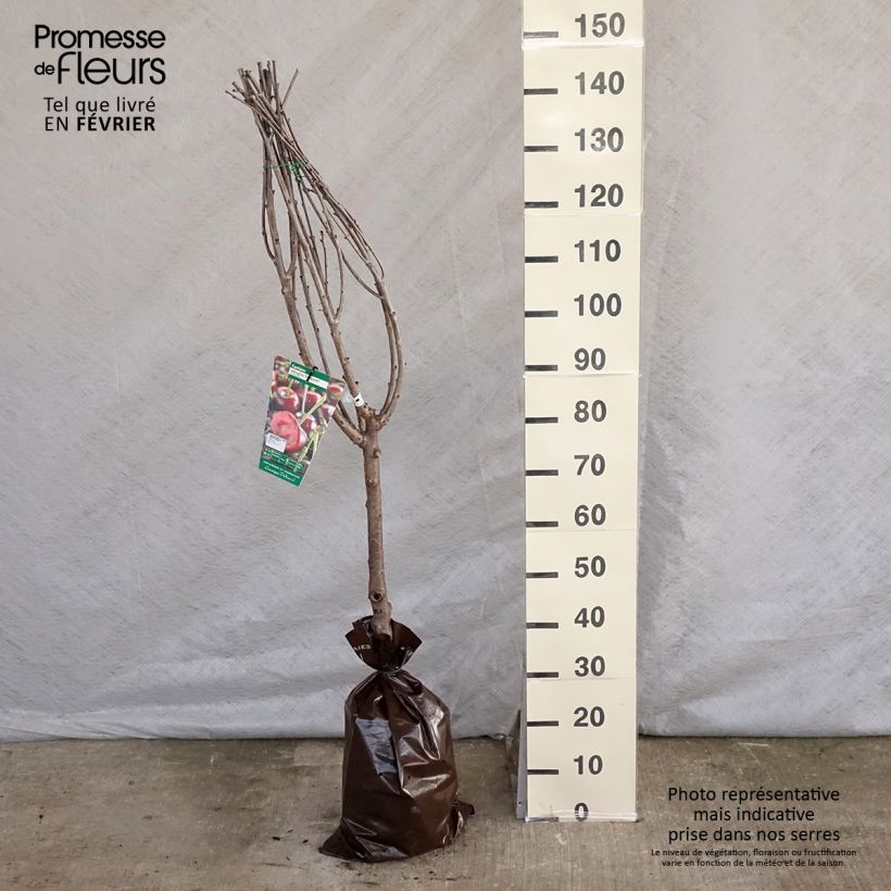 Amostra de Cerisier Allegria Delbard - Prunus cerasus  Torrão "Pronto a plantar", Copo tal como entregue no inverno