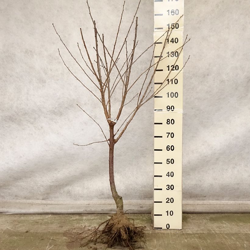 Amostra de Cerisier Allegria Delbard - Prunus cerasus  Grandes Racines nues, Gobelet tal como entregue no outono