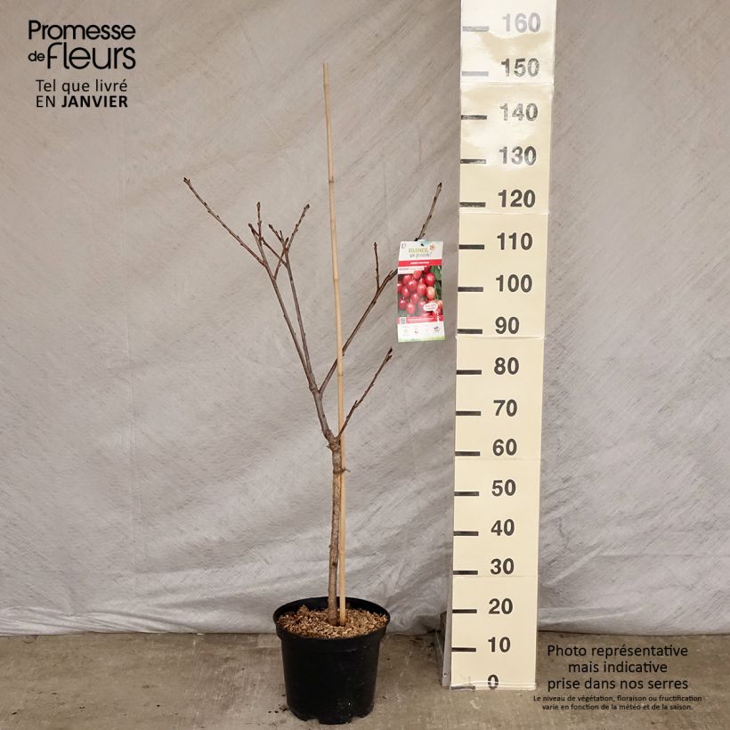 Amostra de Cerisier Rainier - Prunus cerasus Vaso de 7,5 L/10 L, Copo tal como entregue no inverno
