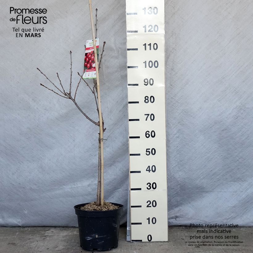Amostra de Cerejeira Rainier - Prunus cerasus Vaso de 7,5 L/10 L, Copo tal como entregue na primavera