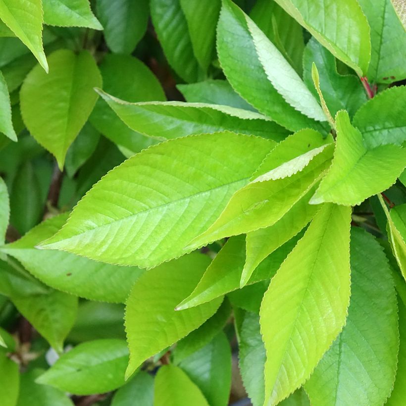 Cerejeira Rainier - Prunus cerasus (Folhagem)
