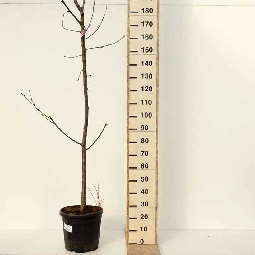 Amostra de Cerisier Regina - Prunus avium Pot de 20L/25L, Demi-Tige tal como entregue no inverno
