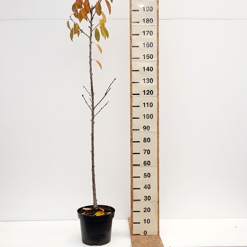 Amostra de Cerejeira Regina - Prunus avium Vaso de 18 L/20 L, Meia haste tal como entregue no outono