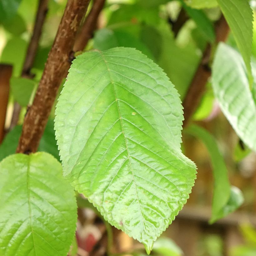 Cerejeira Schneiders Späte Knorpelkirsche - Prunus avium (Folhagem)