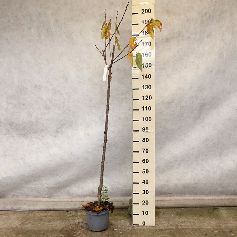 Amostra de Cerejeira Schneiders Späte Knorpelkirsche - Prunus avium Vaso de 7,5 L/10 L, Meia haste tal como entregue no outono
