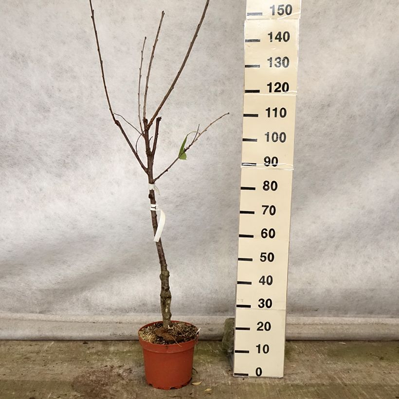 Amostra de Cerejeira Schneiders Späte Knorpelkirsche - Prunus avium Vaso de 7,5 L/10 L, Copo tal como entregue no outono