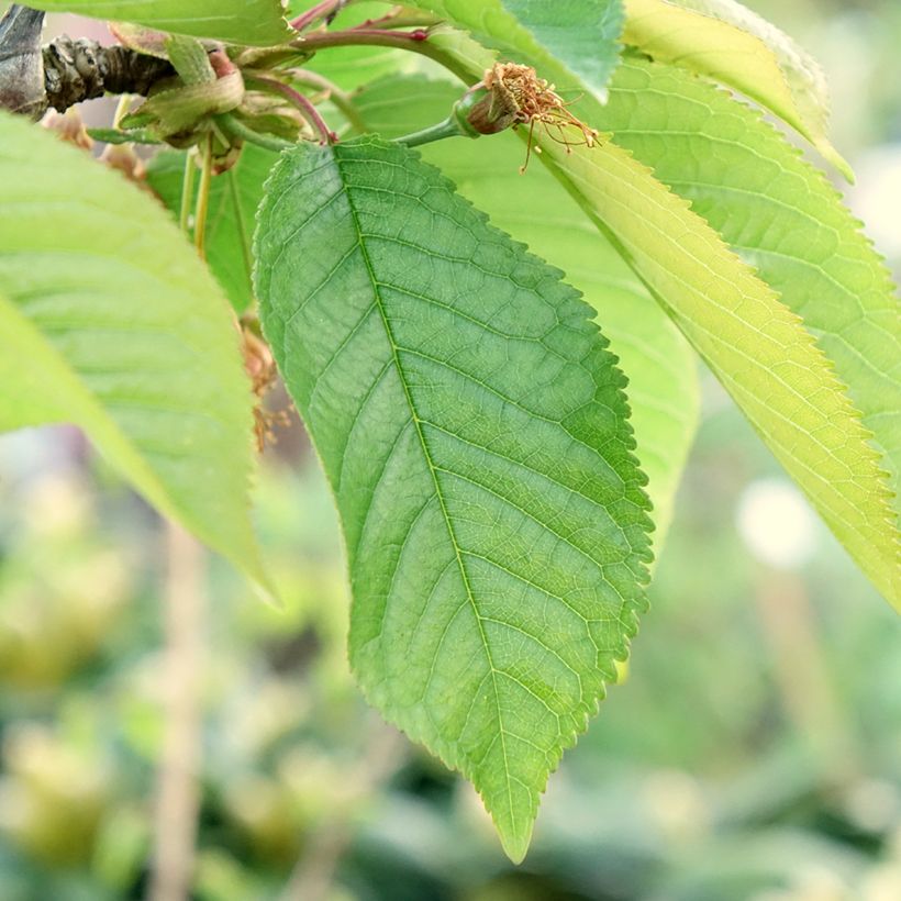 Cerejeira Staccato - Prunus avium (Folhagem)