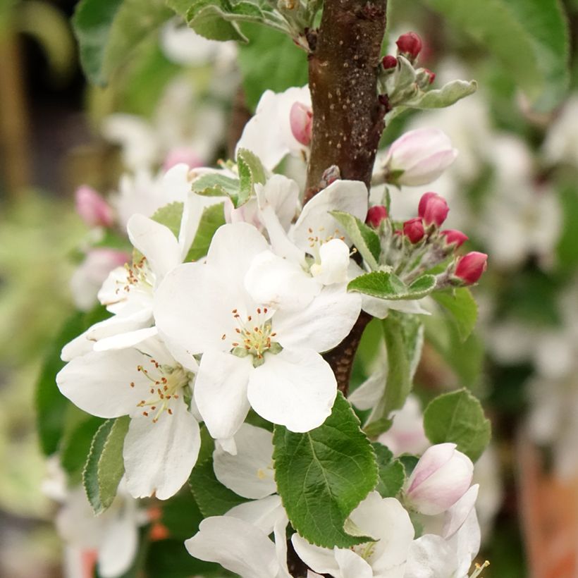 Cerejeira Staccato - Prunus avium (Floração)