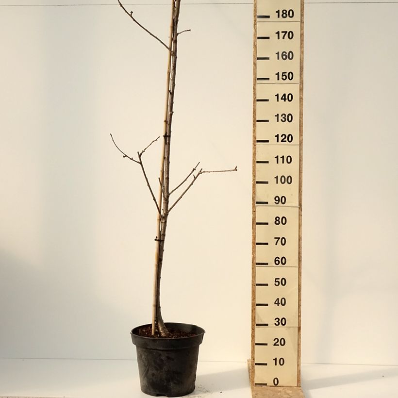 Amostra de Cerisier Staccato - Prunus avium Pot de 20L/25L, Demi-Tige tal como entregue no inverno