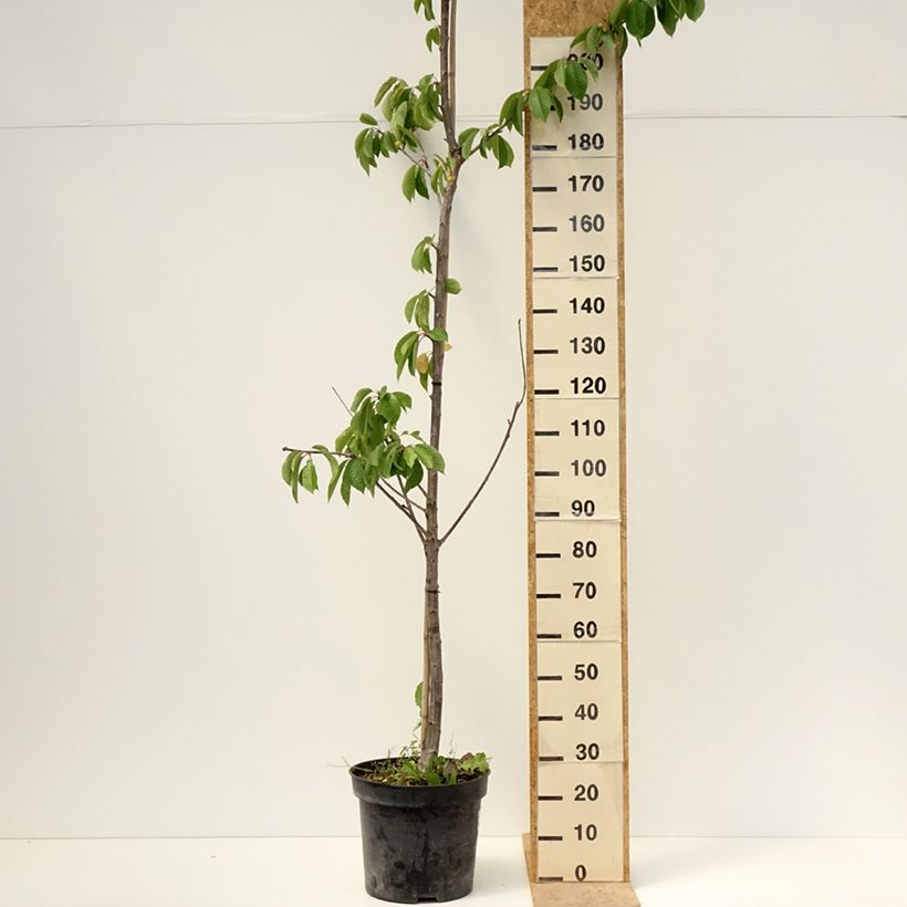 Amostra de Cerejeira Staccato - Prunus avium Vaso de 20 L/25 L, Meia haste tal como entregue na primavera