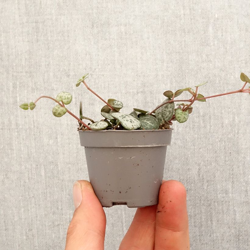 Amostra de Ceropegia woodii - Chaîne des cœurs Mini-plante tal como entregue na primavera