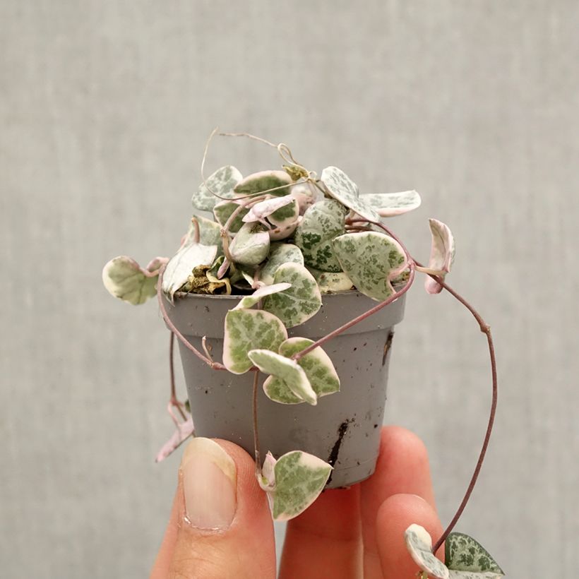 Amostra de Ceropegia woodii Variegata Mini-plante tal como entregue no outono
