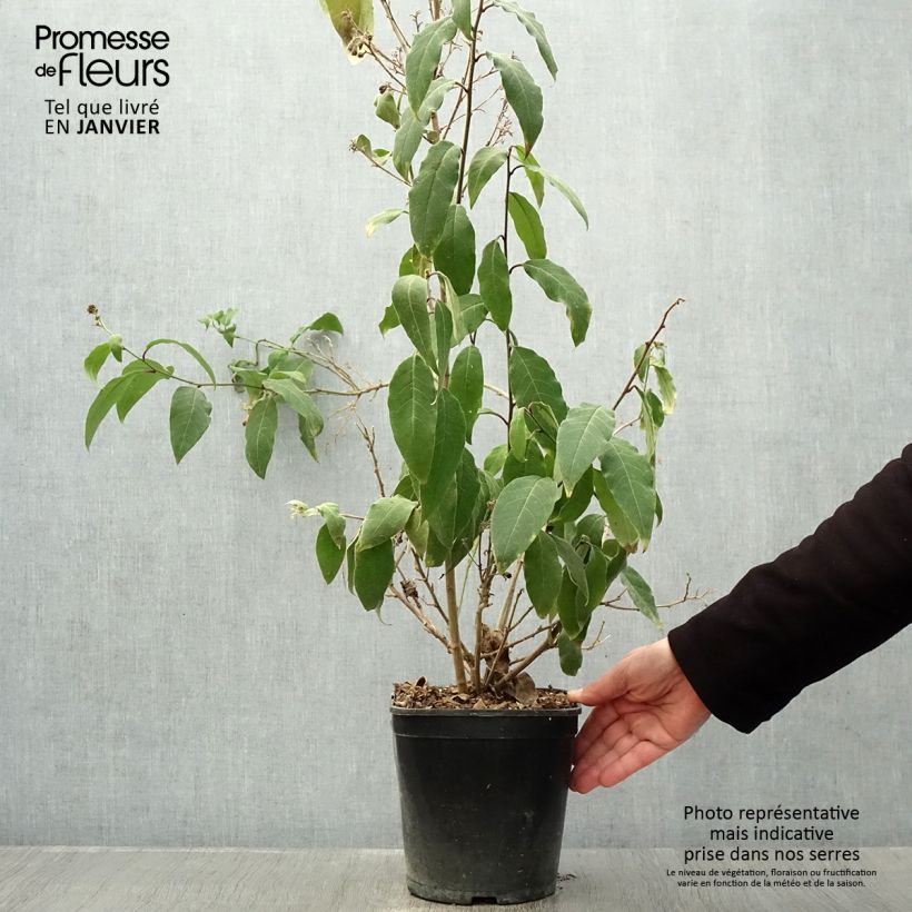 Amostra de Cestrum elegans (purpureum) Rubrum  Vaso de 4 L/5 L tal como entregue no inverno