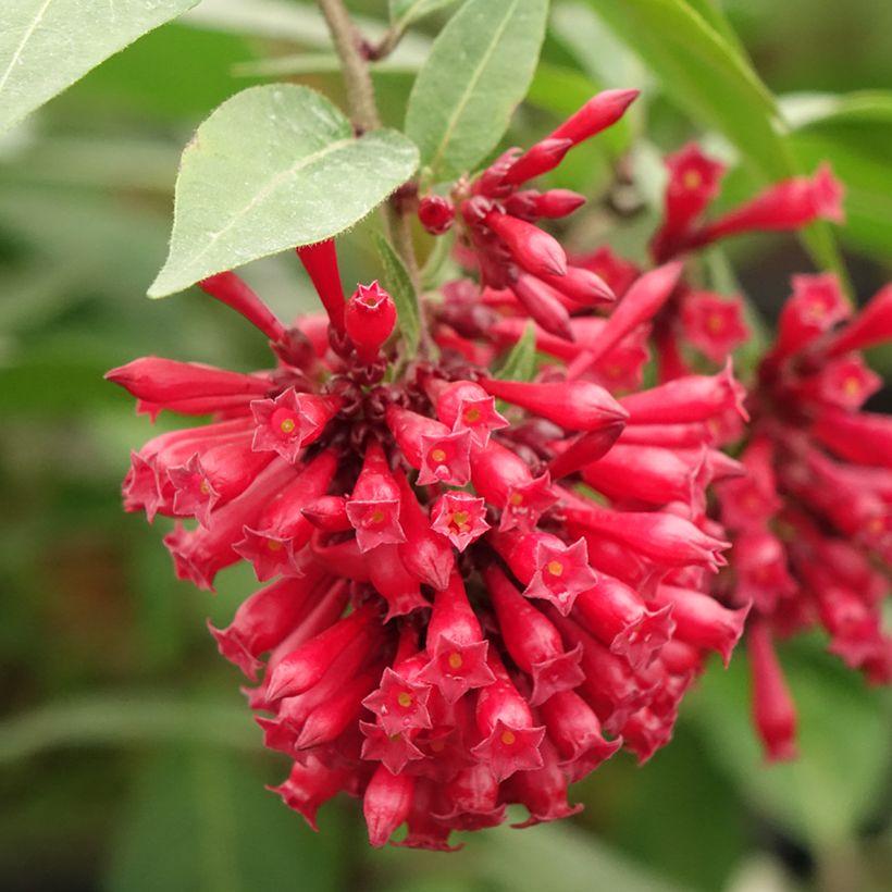 Cestrum elegans Rubrum (Floração)