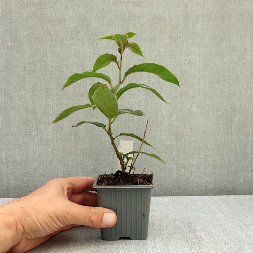 Amostra de Cestrum fasciculatum Newellii Vaso de 8/9 cm tal como entregue no verão