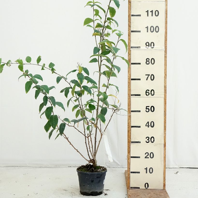 Amostra de Cestrum fasciculatum Newellii Vaso de 3 L/4 L tal como entregue no outono