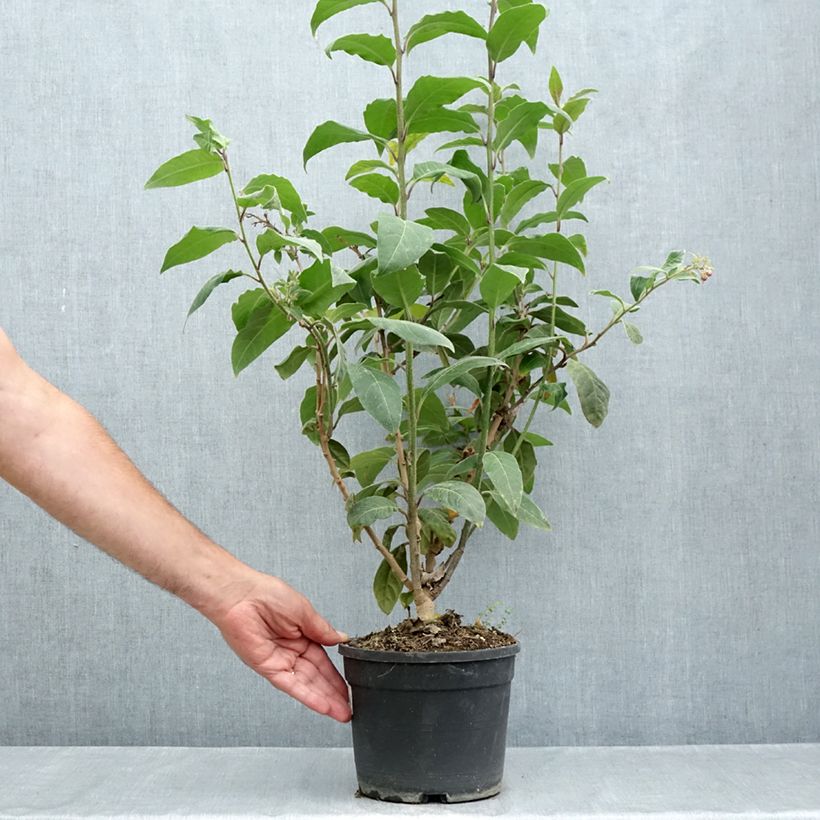 Amostra de Cestrum fasciculatum Newellii Vaso de 3 L/4 L tal como entregue no verão