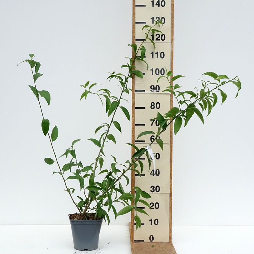 Amostra de Cestrum nocturnum Vaso de 3 L/4 L tal como entregue no outono