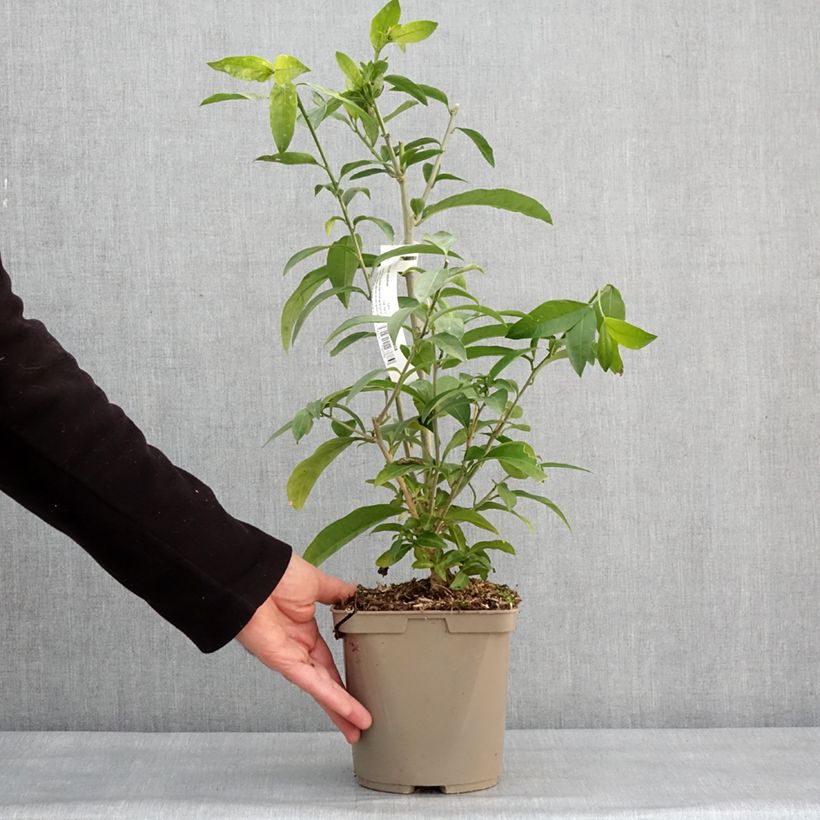 Amostra de Cestrum nocturnum Vaso de 3 L/4 L tal como entregue no inverno