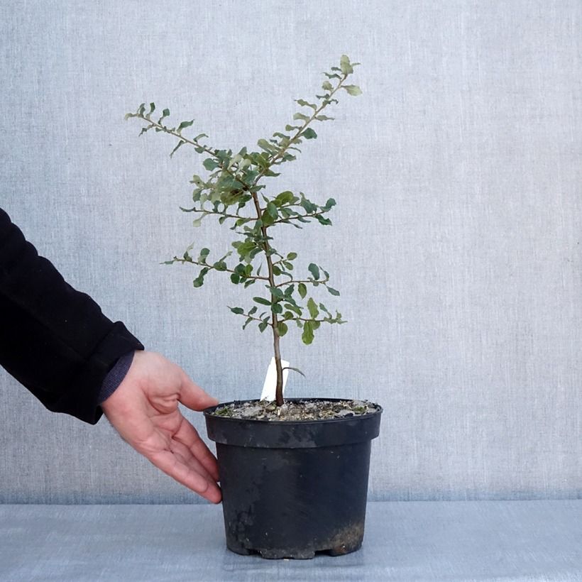 Amostra de Chêne liège - Quercus suber Vaso de 3 L/4 L tal como entregue no inverno