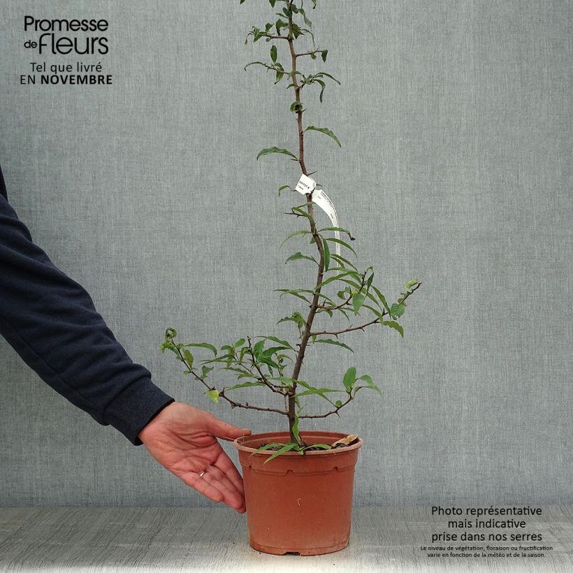 Amostra de Chaenomeles cathayensis Vaso de 3 L/4 L tal como entregue no outono
