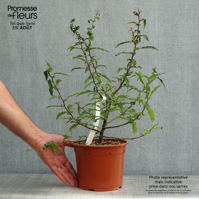 Amostra de Chaenomeles cathayensis Vaso de 3 L/4 L tal como entregue no verão