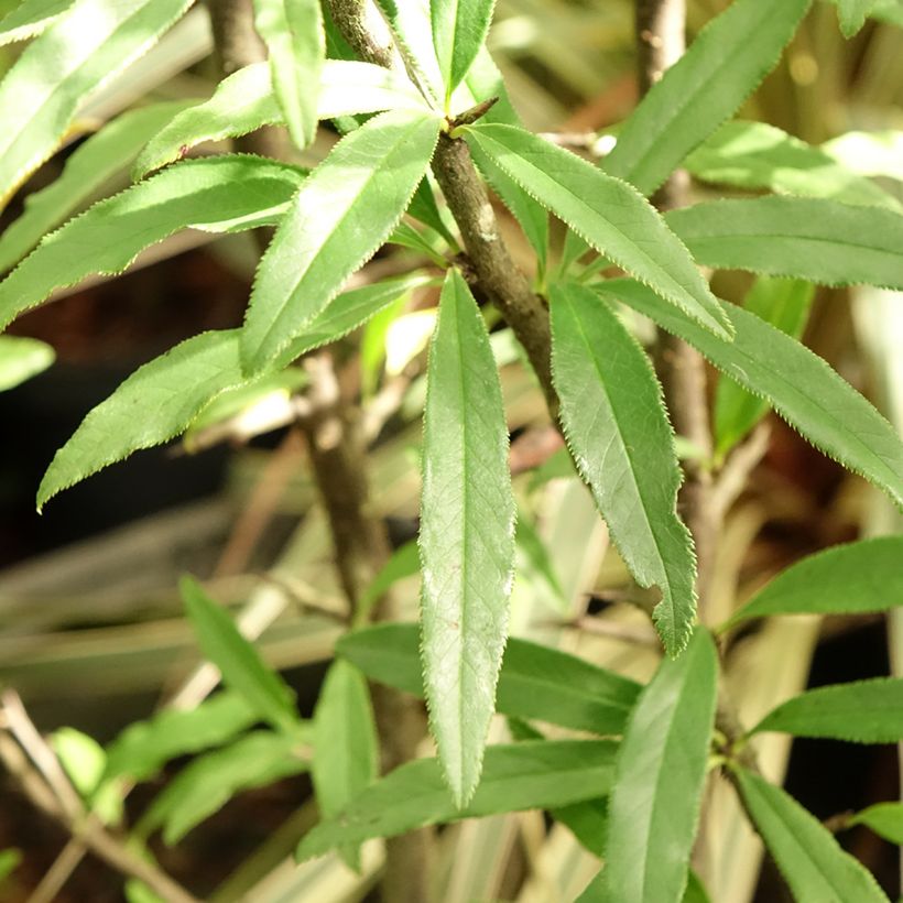 Chaenomeles cathayensis (Folhagem)