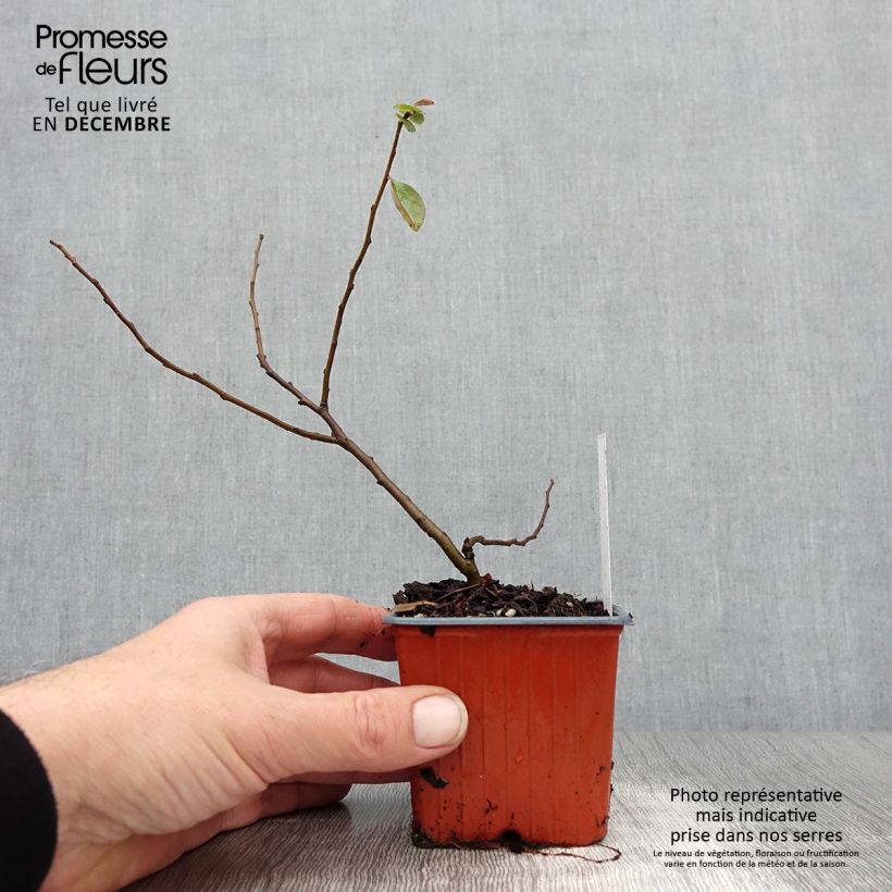 Amostra de Chaenomeles superba Nicoline - Chaenomeles superba Vaso de 8/9 cm tal como entregue no inverno