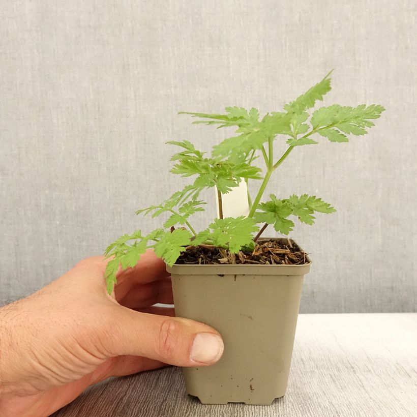 Amostra de Chaerophyllum hirsutum Roseum - Cerfeuil hirsute Godet de 8/9 cm tal como entregue no outono