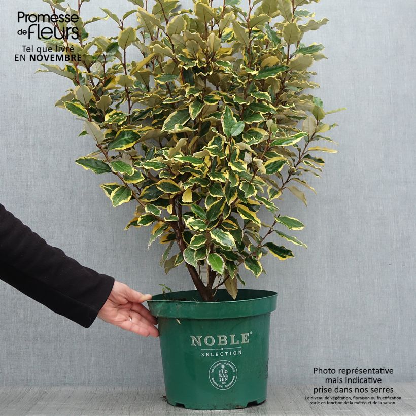 Amostra de Elaeagnus ebbingei Viveleg Vaso de 7,5 L/10 L tal como entregue no outono