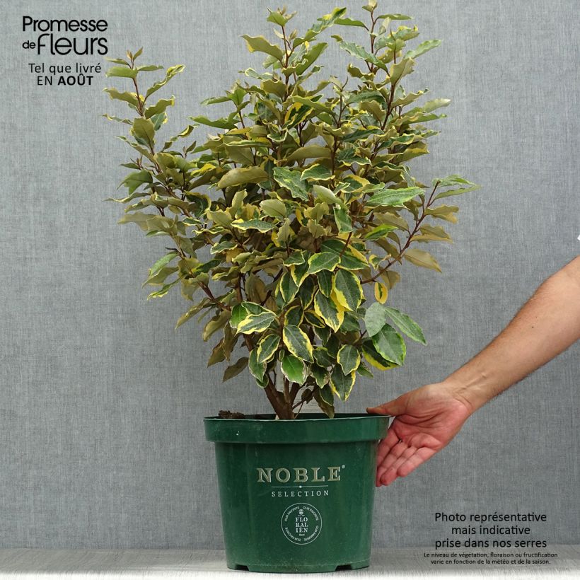 Amostra de Elaeagnus ebbingei Viveleg Vaso de 7,5 L/10 L tal como entregue no verão