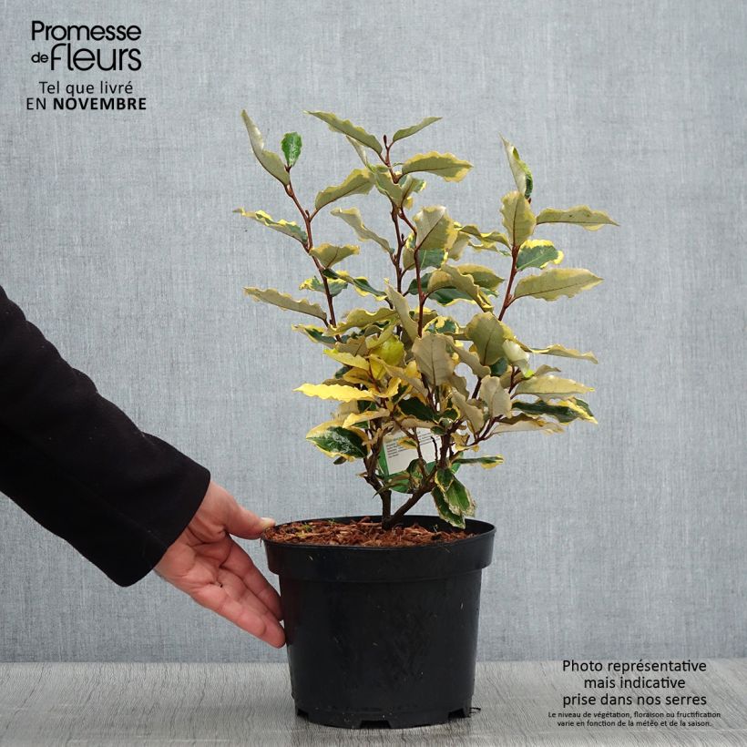 Amostra de Elaeagnus ebbingei Viveleg Vaso de 3 L/4 L tal como entregue no outono