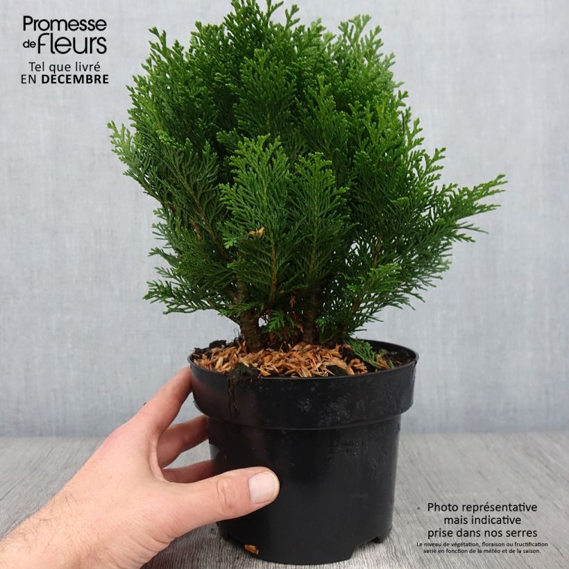 Amostra de Cipreste-de-Lawson Minima Glauca - Chamaecyparis lawsoniana Vaso de 2 L/3 L tal como entregue no outono