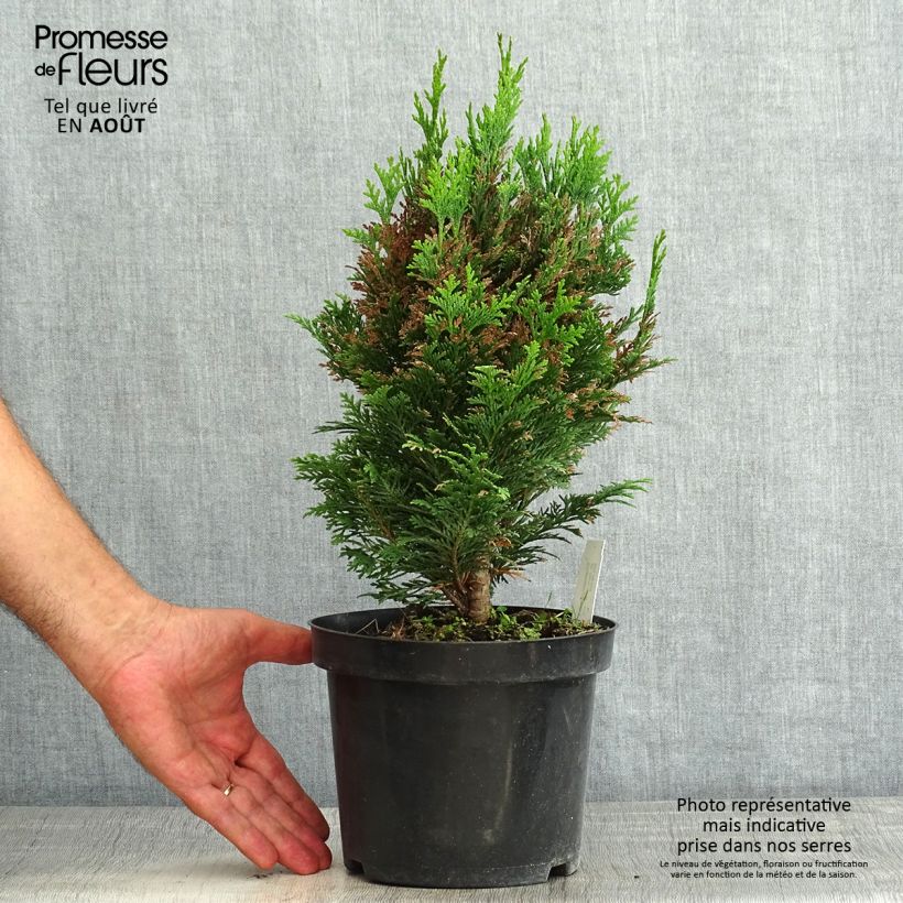 Amostra de Cipreste-de-Lawson Minima Glauca - Chamaecyparis lawsoniana Vaso de 2 L/3 L tal como entregue no verão