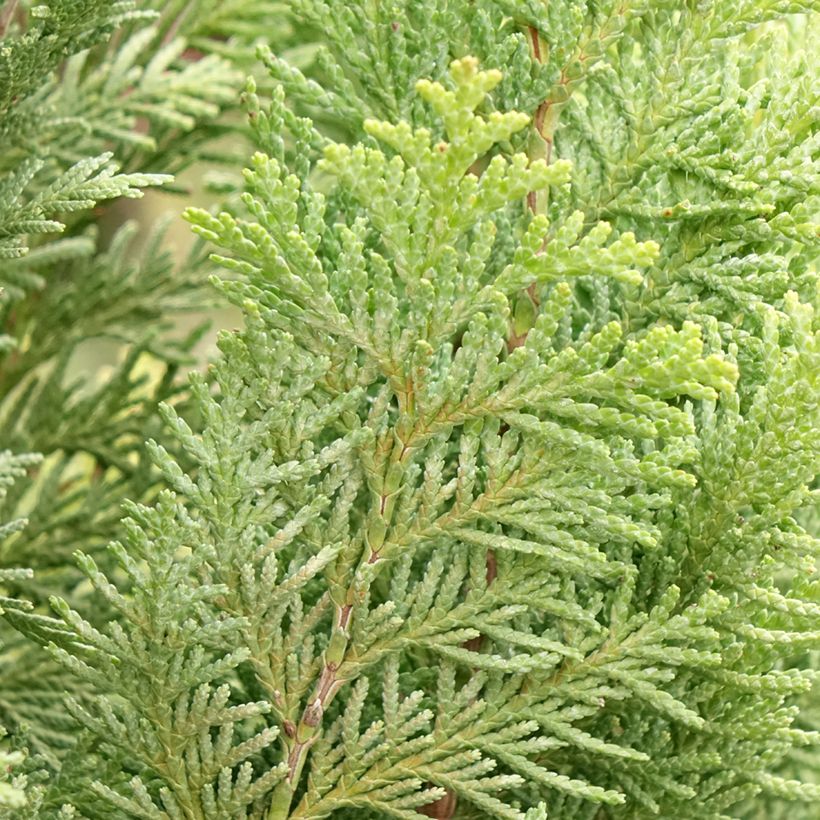 Cipreste de Lawson - Cedro Branco (Folhagem)