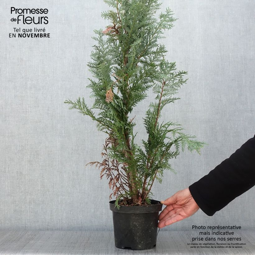Amostra de Cipreste-de-Lawson Alumii - Chamaecyparis lawsoniana Vaso de 3 L/4 L tal como entregue no outono