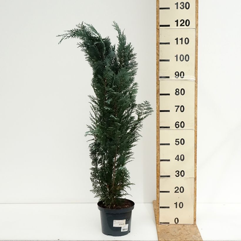 Amostra de Cipreste-de-Lawson Columnaris - Chamaecyparis lawsoniana Vaso de 4 L/5 L tal como entregue no verão